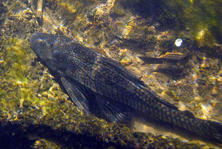 Plecostomus in the Hillsborough River