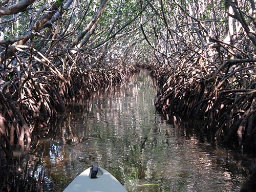 Kayaks at Weedon Island